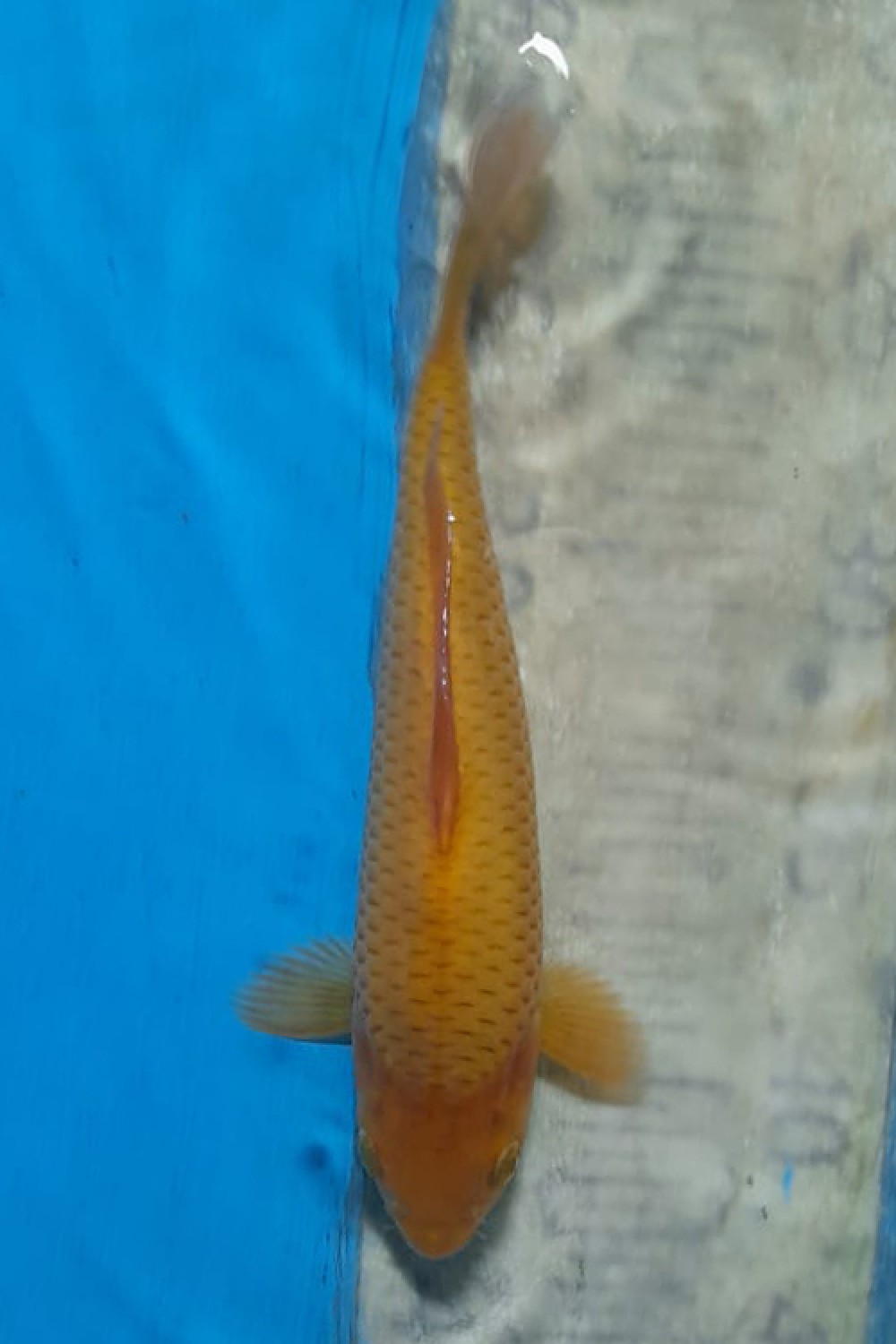 Juara 4