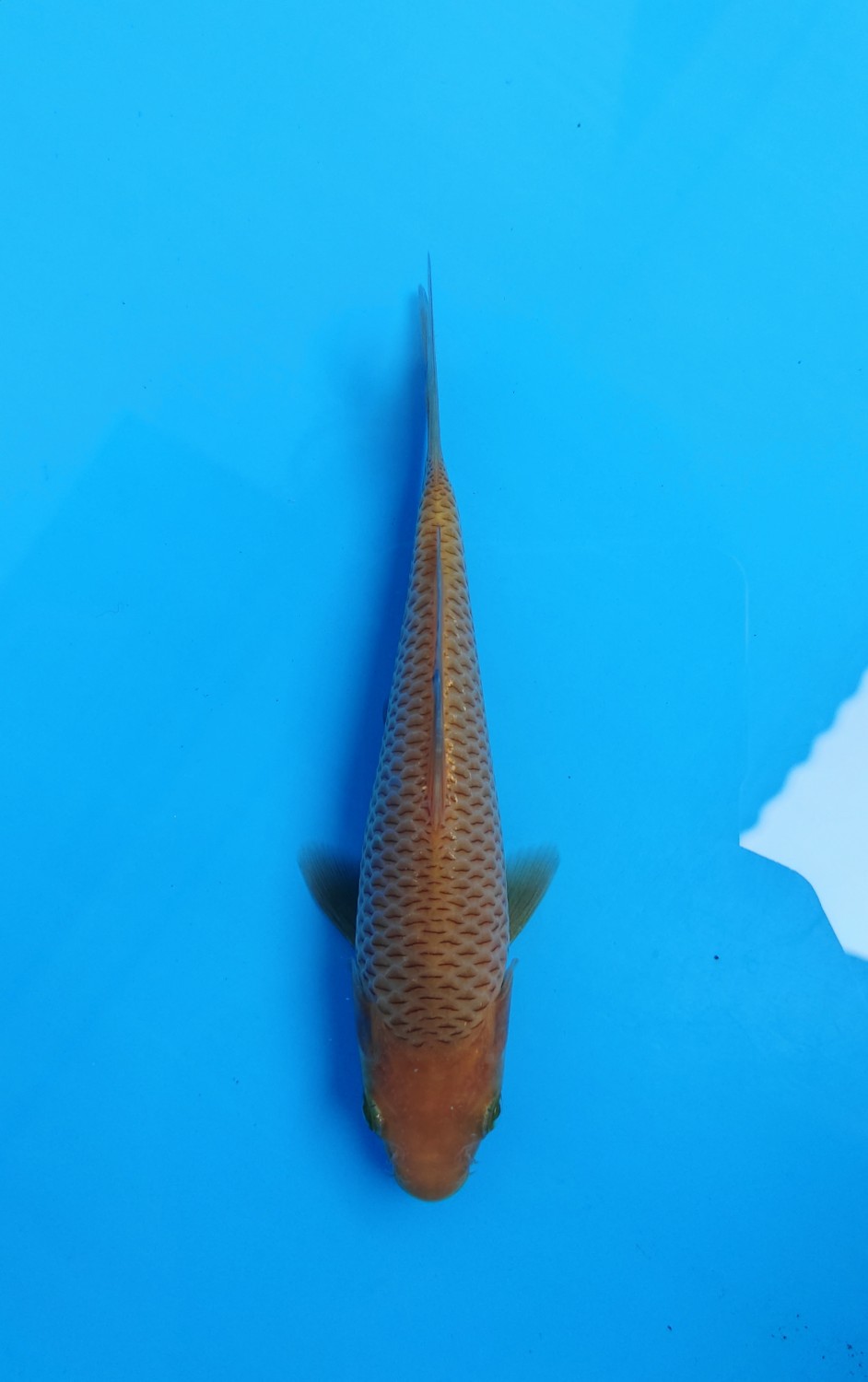 Juara 3