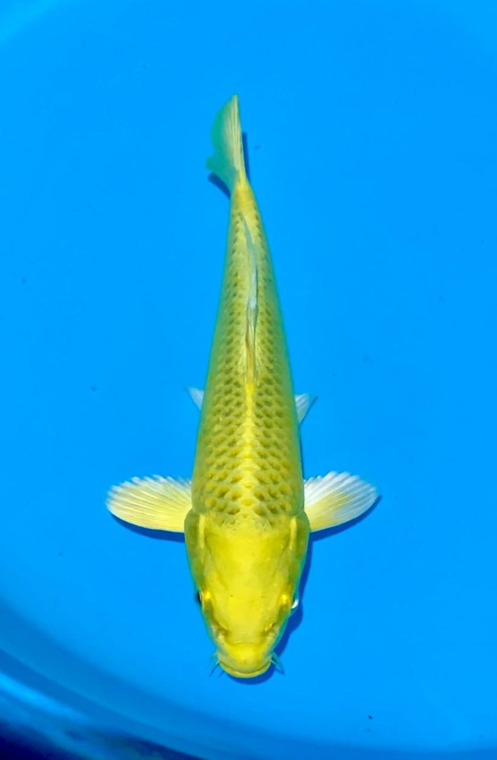 Juara 2