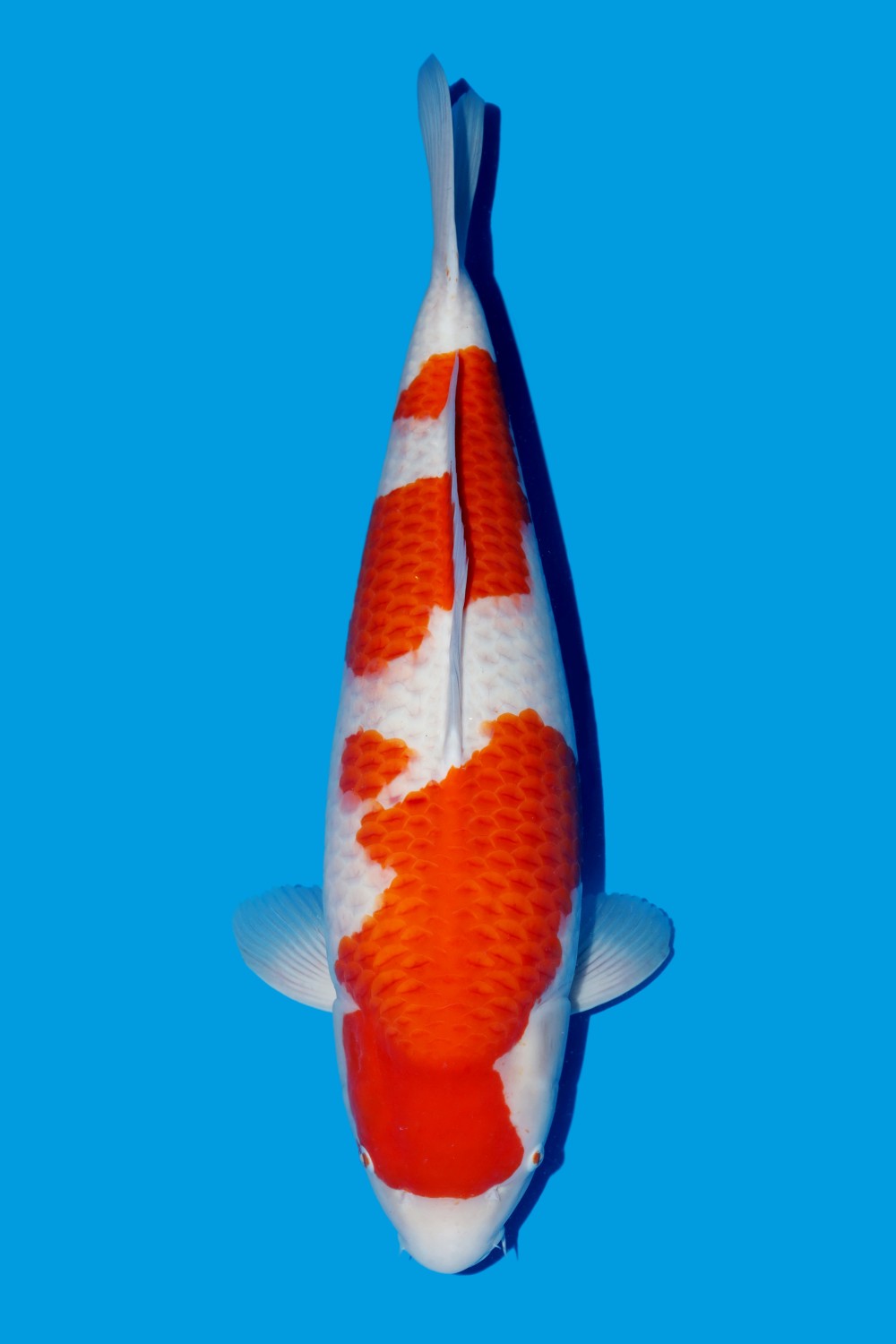 Juara 5