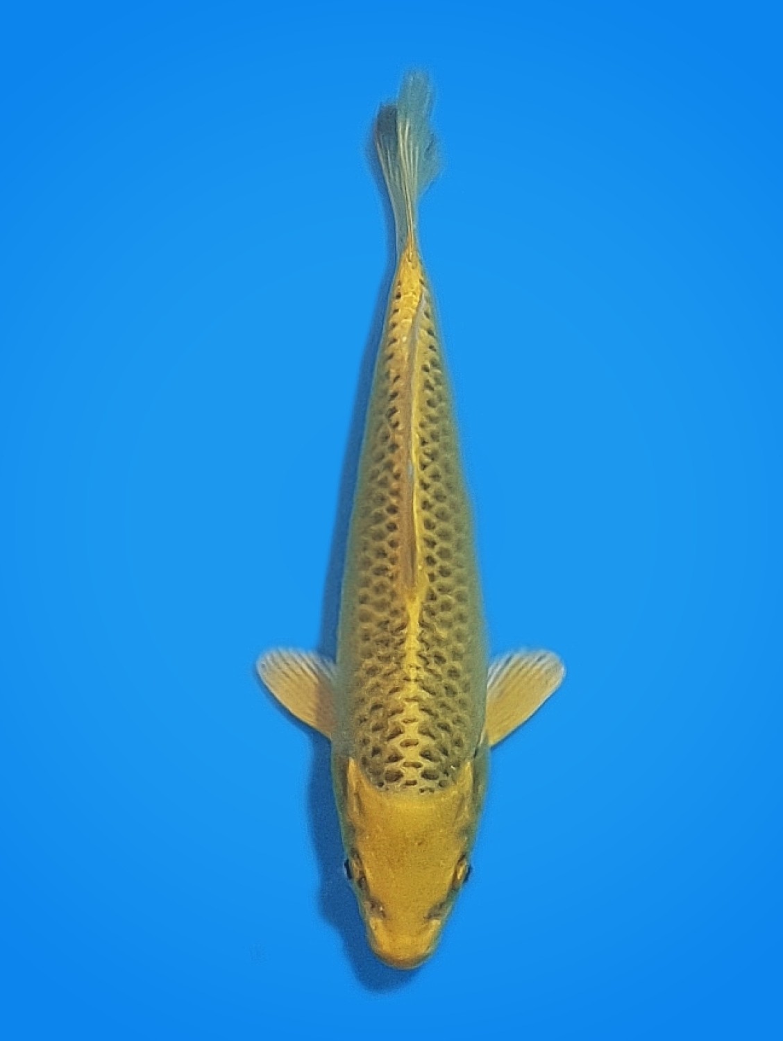Juara 2