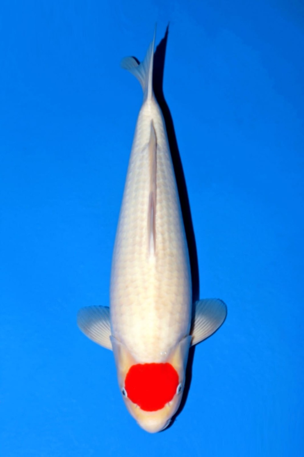Juara 1