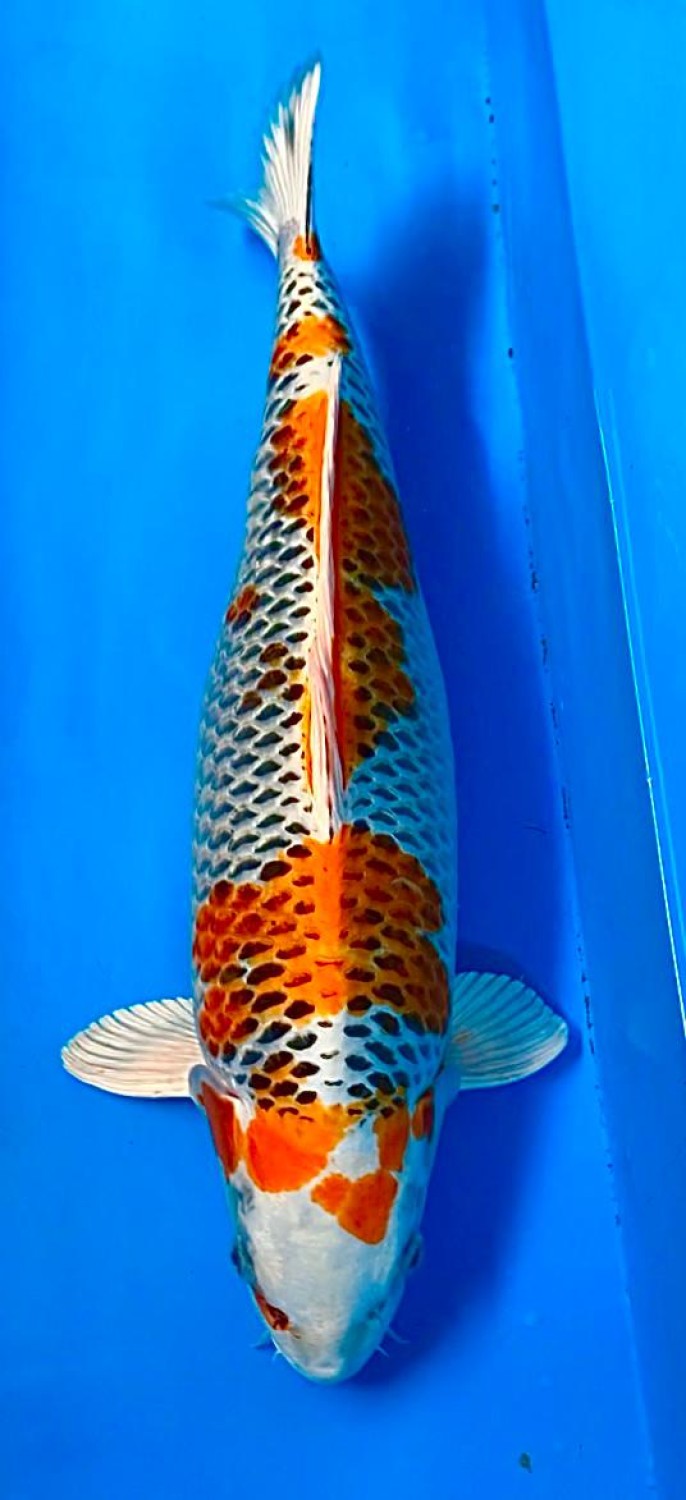 Juara 4