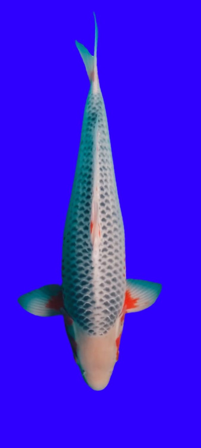Juara 1