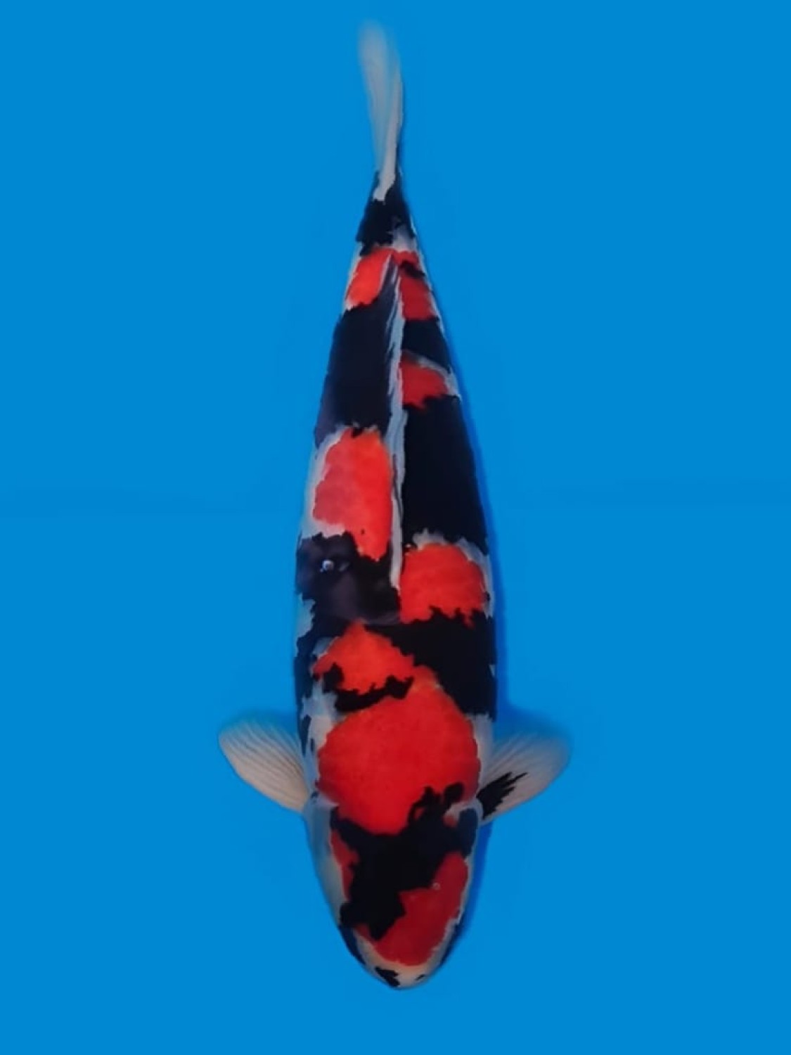 Best In Size A 46 - 50 cm