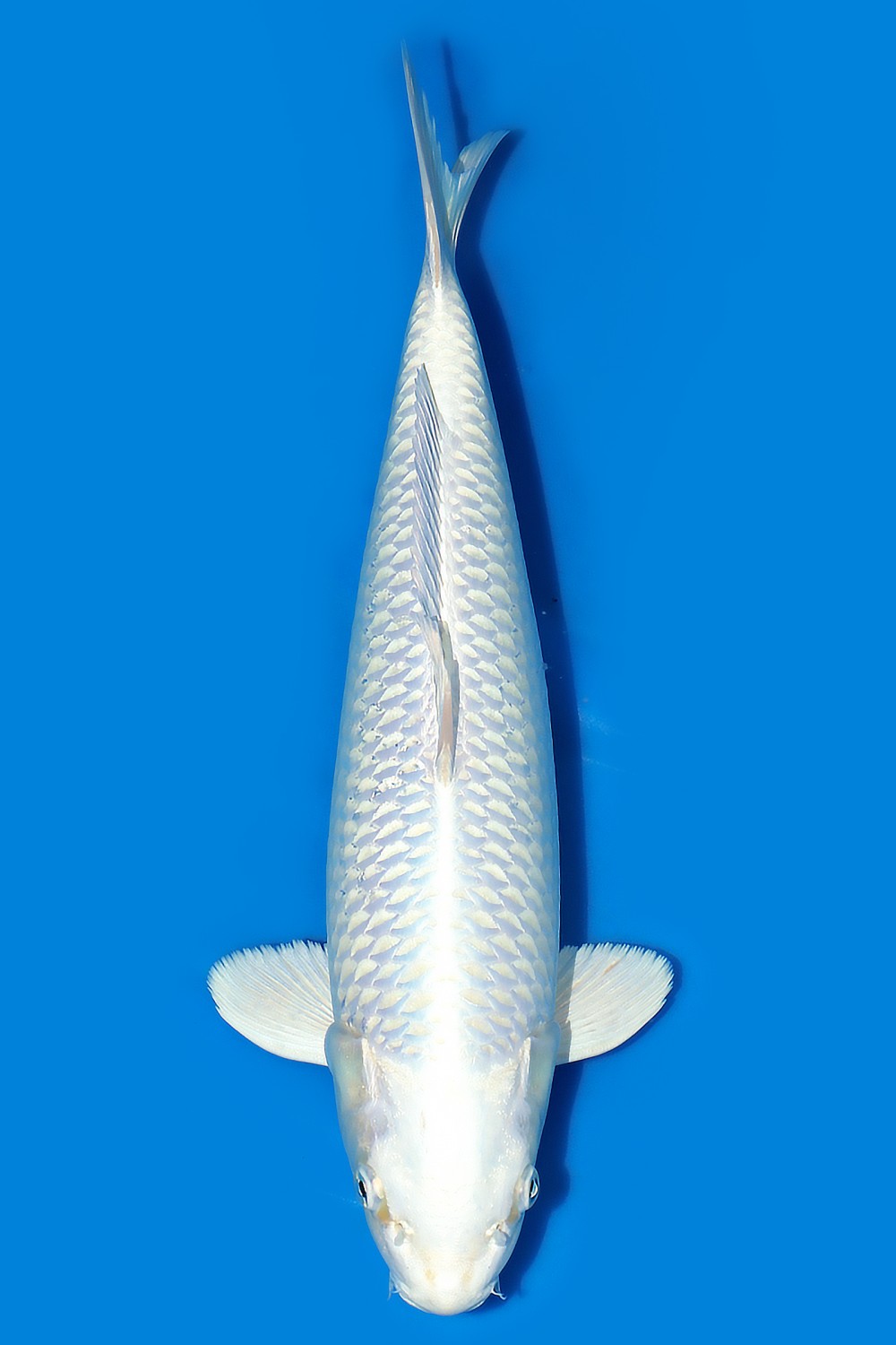 Juara 3