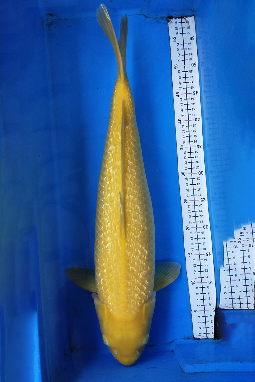 Juara 5