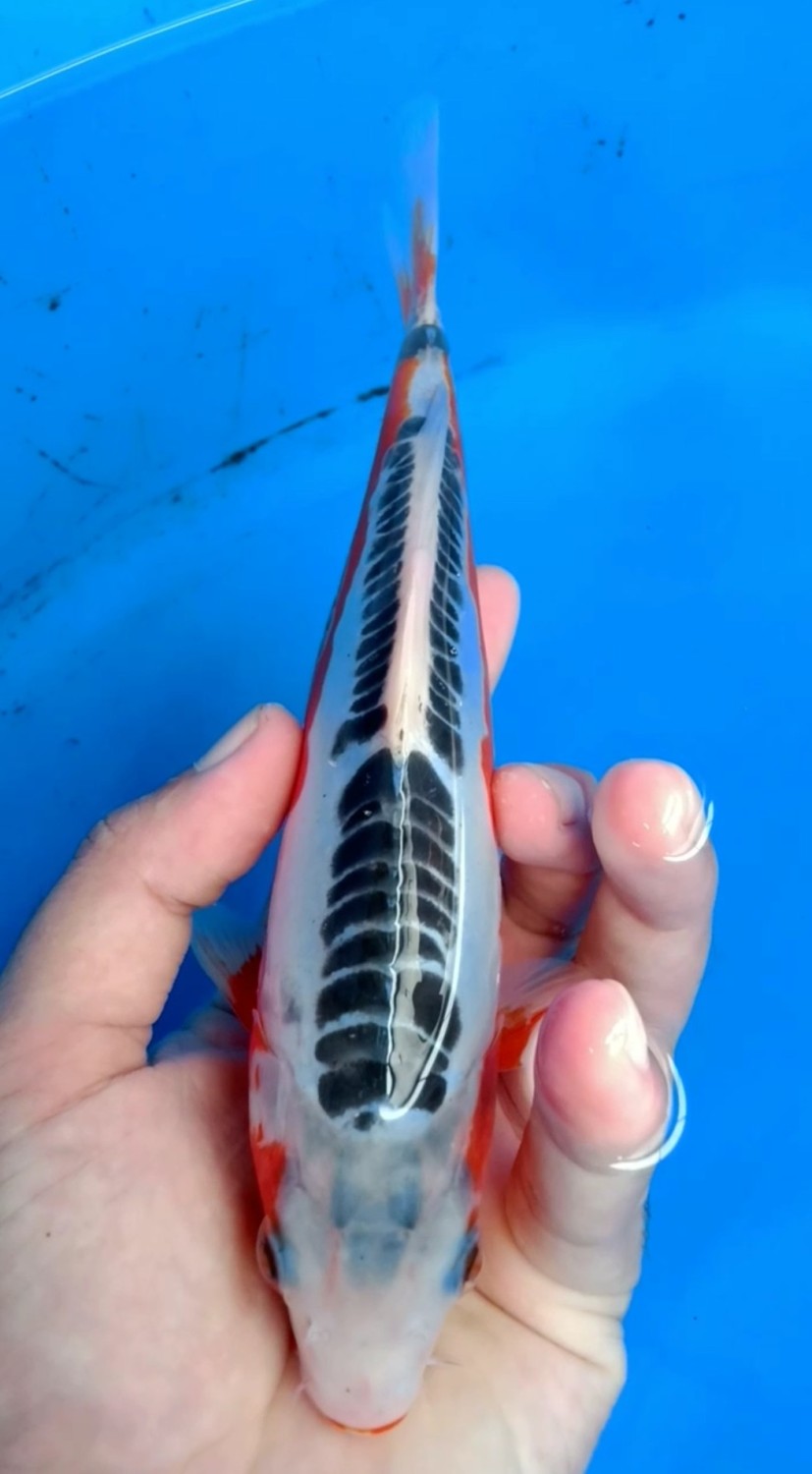 Juara 5