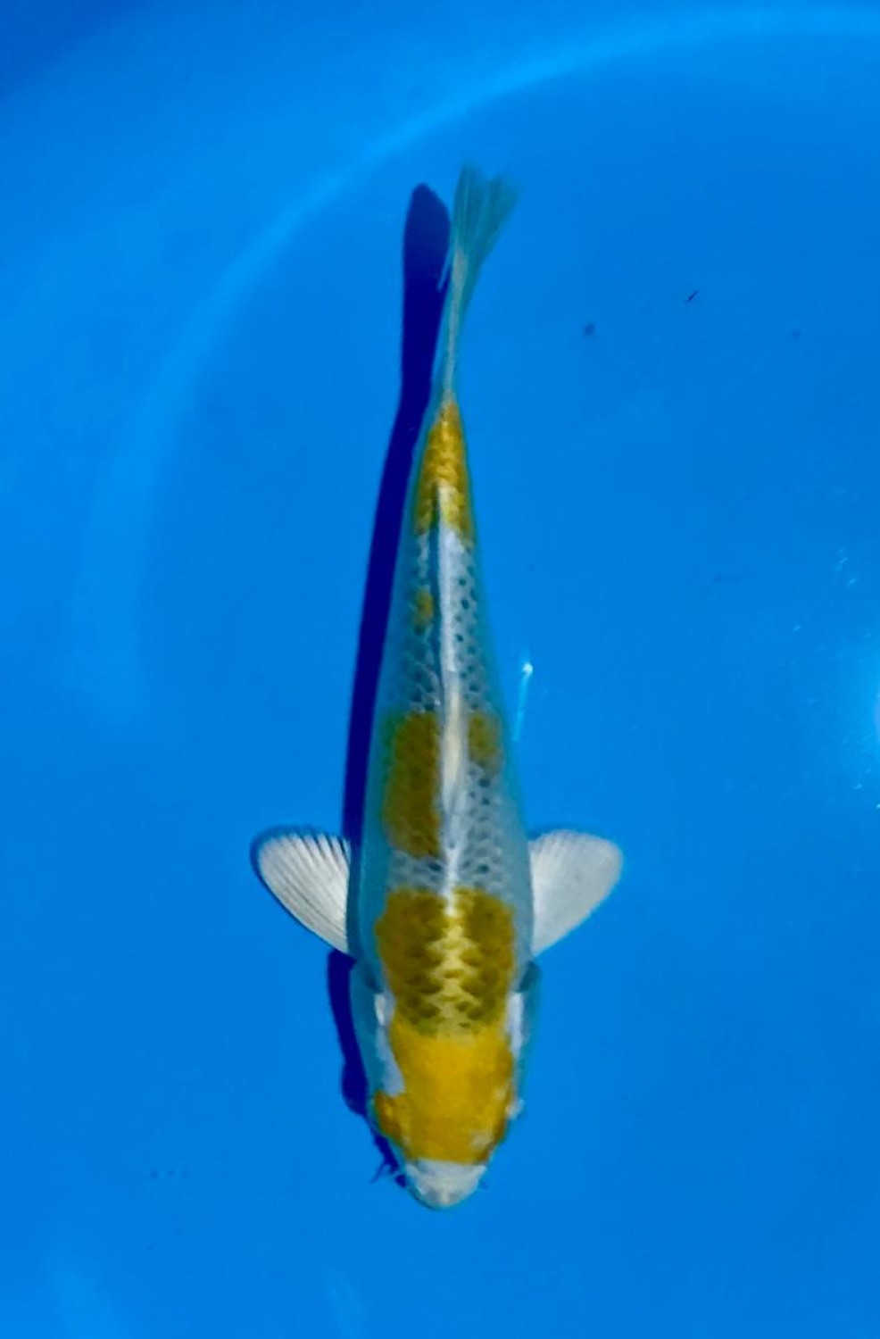 Juara 4