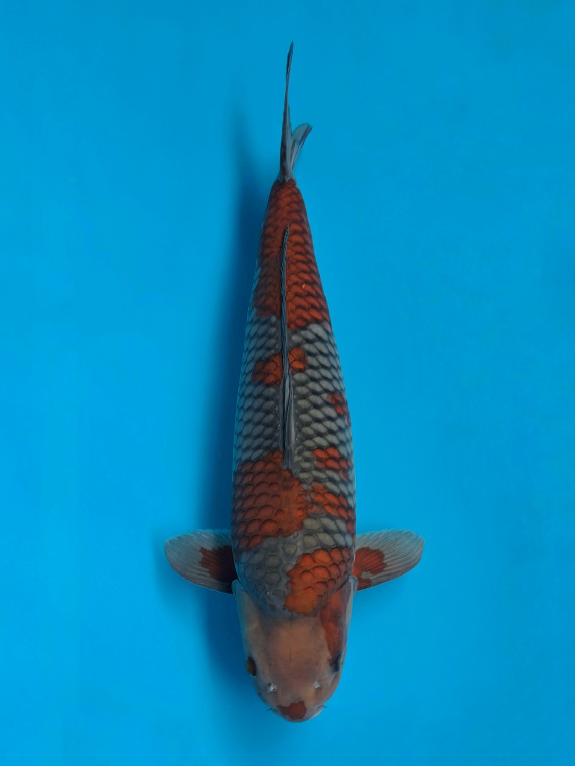 Juara 2