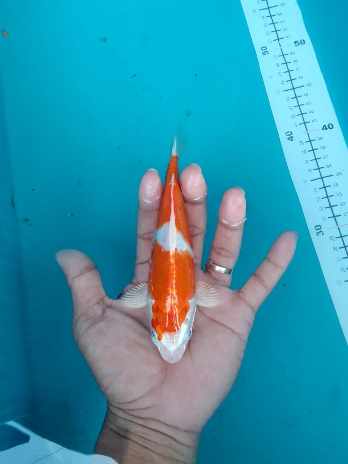 Juara 4