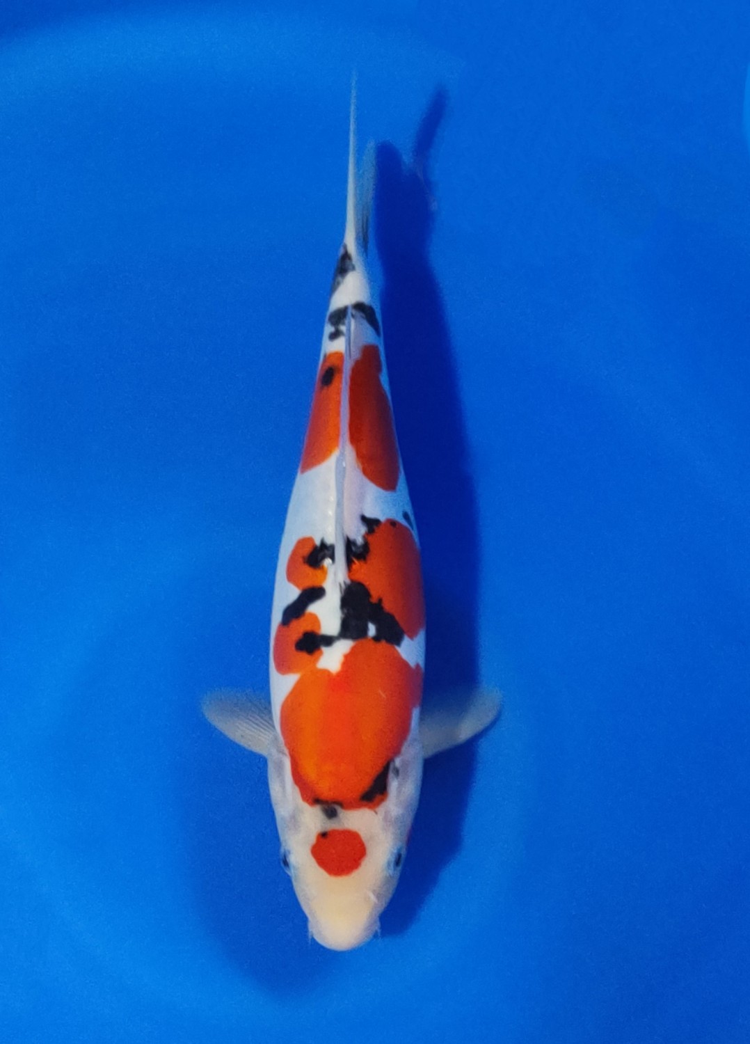 Juara 5