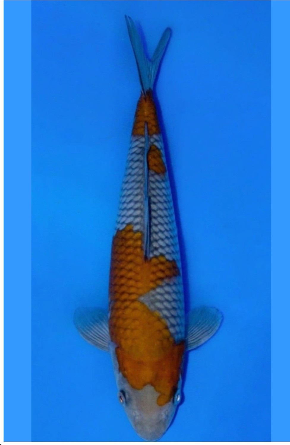 Juara 2