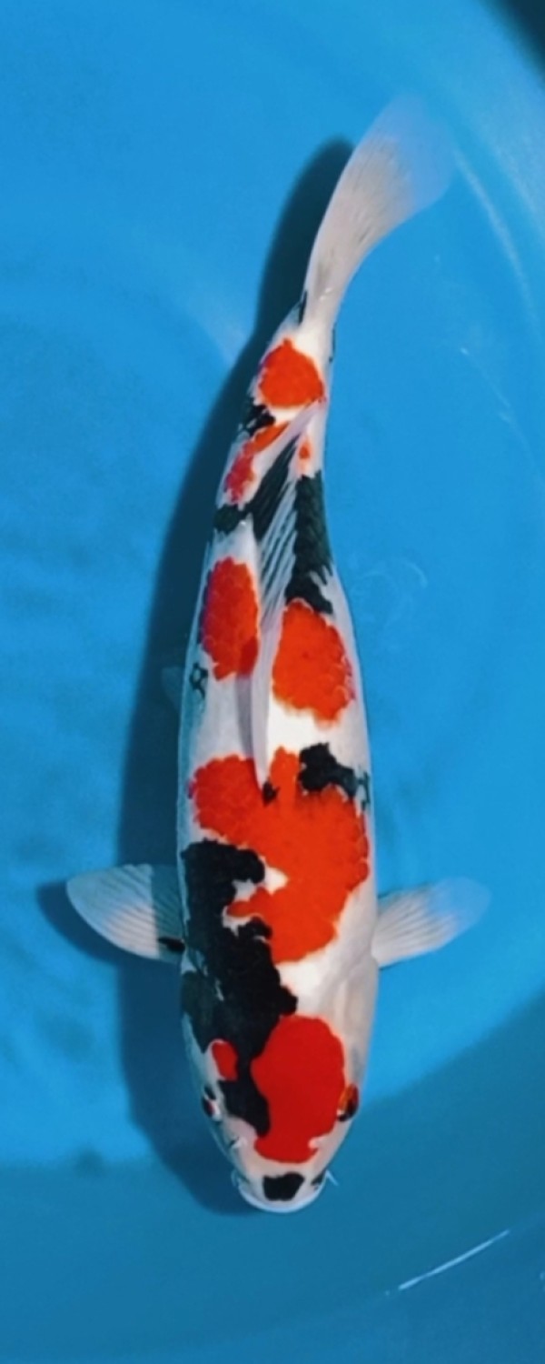 Juara 1