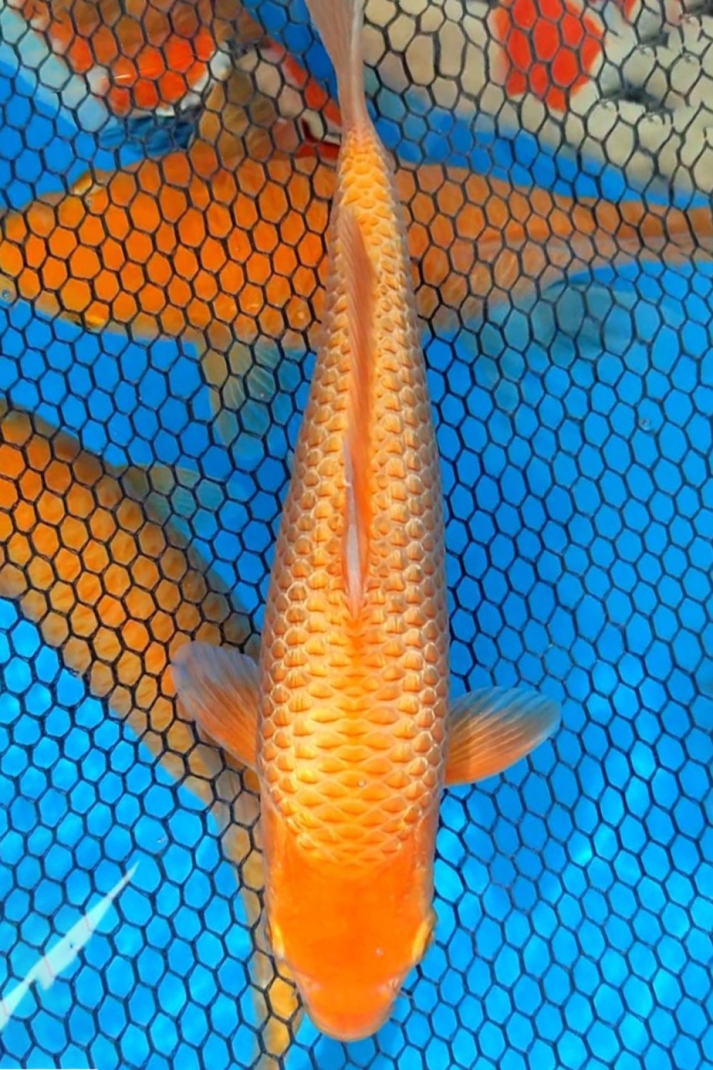 Juara 1