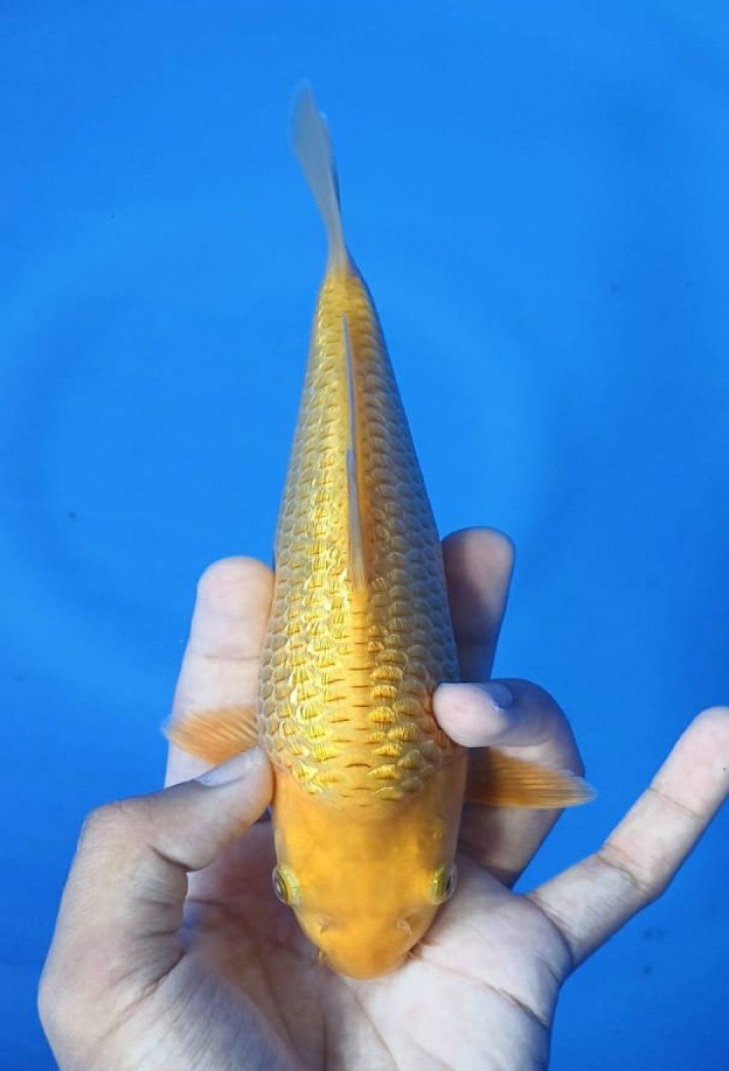 Juara 2