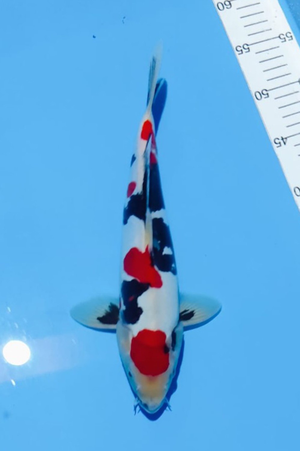 Juara 1