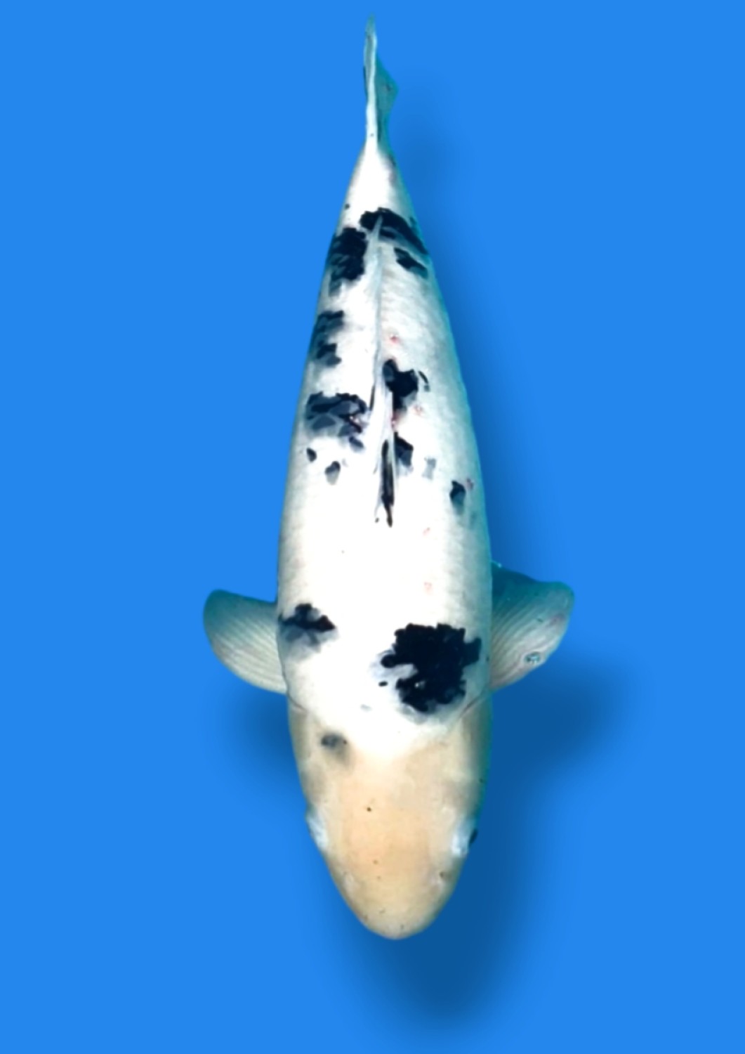 Juara 1