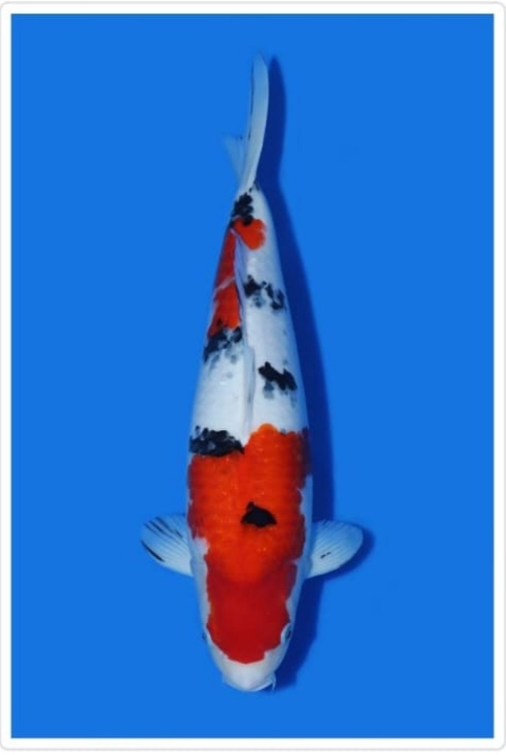 Juara 1