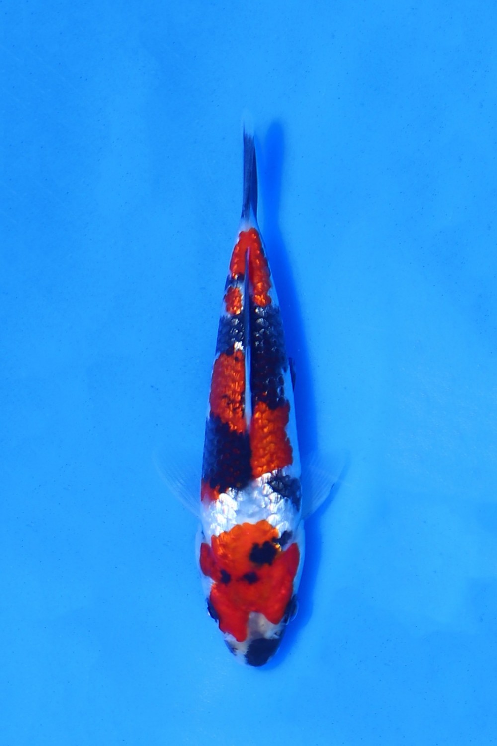 Best In Size B 16 - 20 cm
