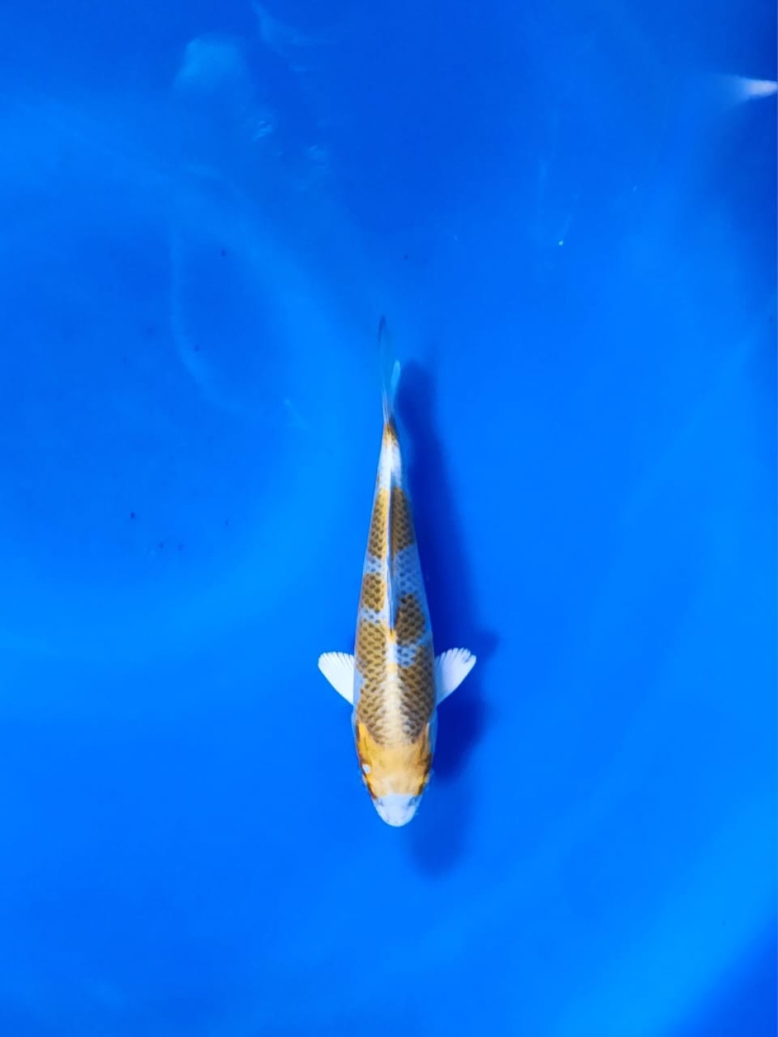 Juara 5