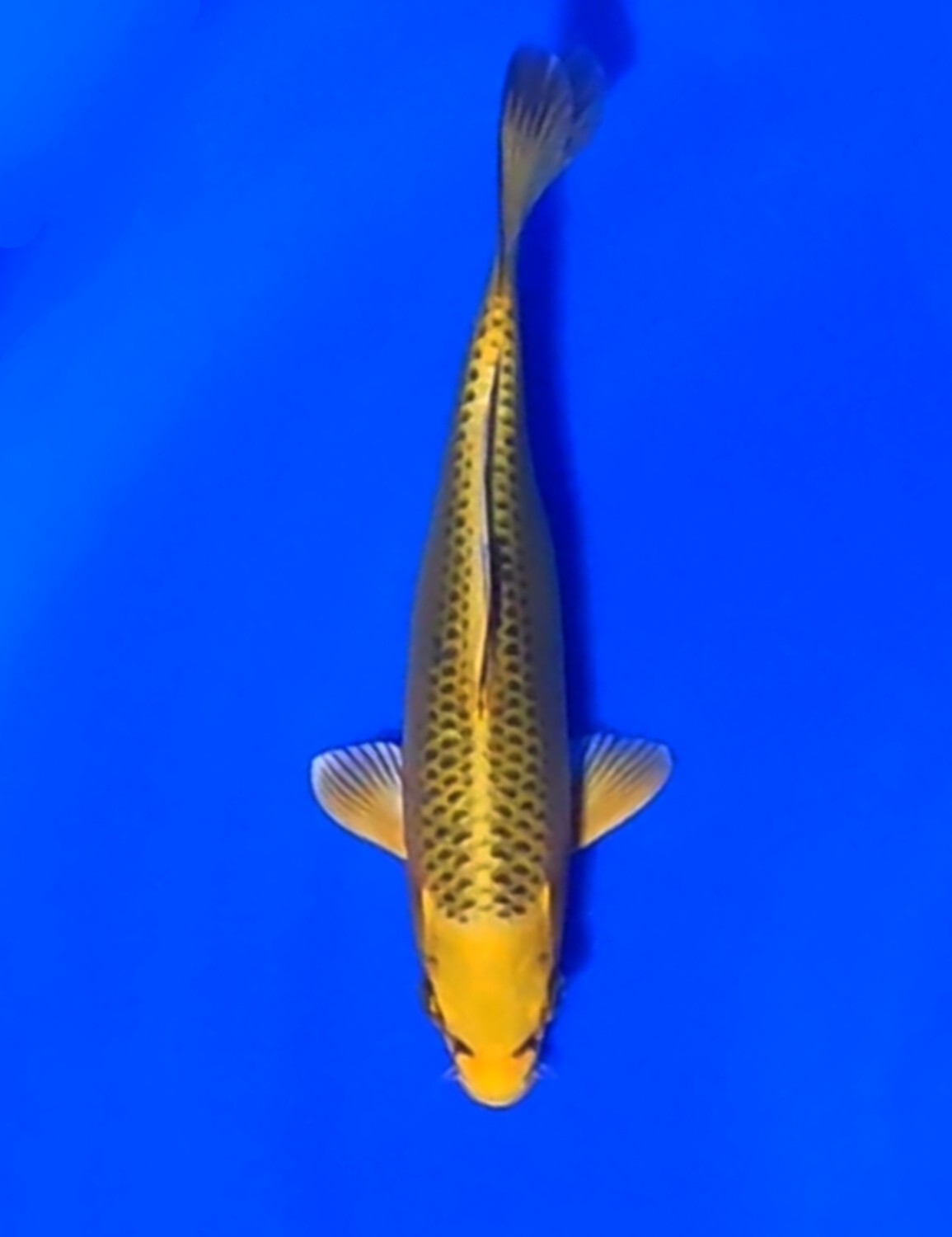 Juara 2