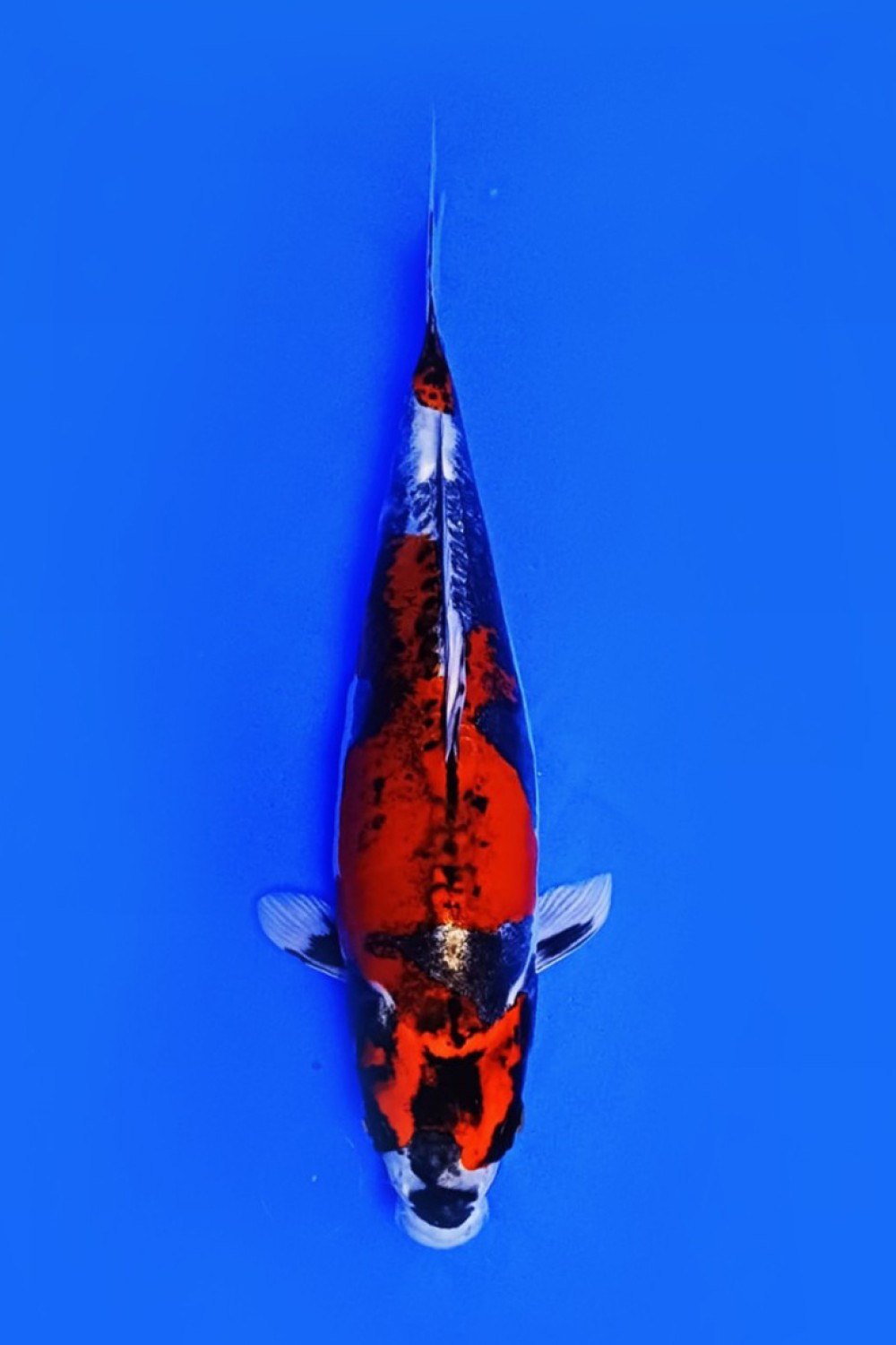Juara 5