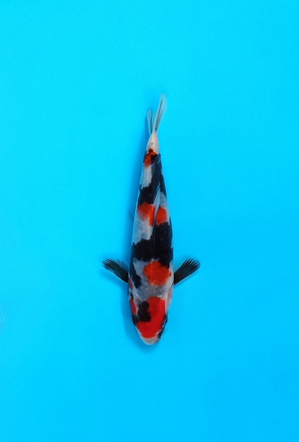 Juara 5