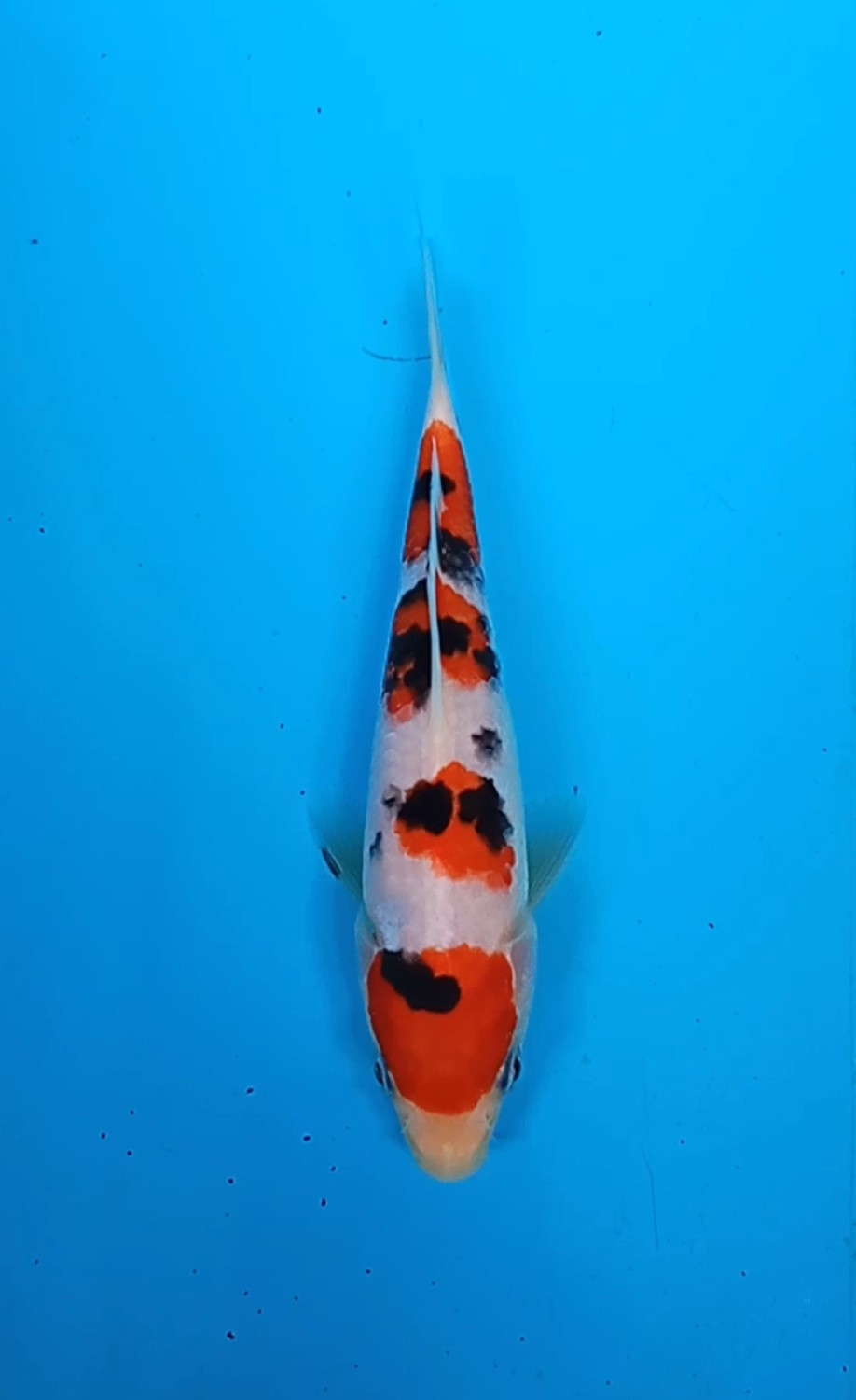 Best In Size A 13 - 15 cm