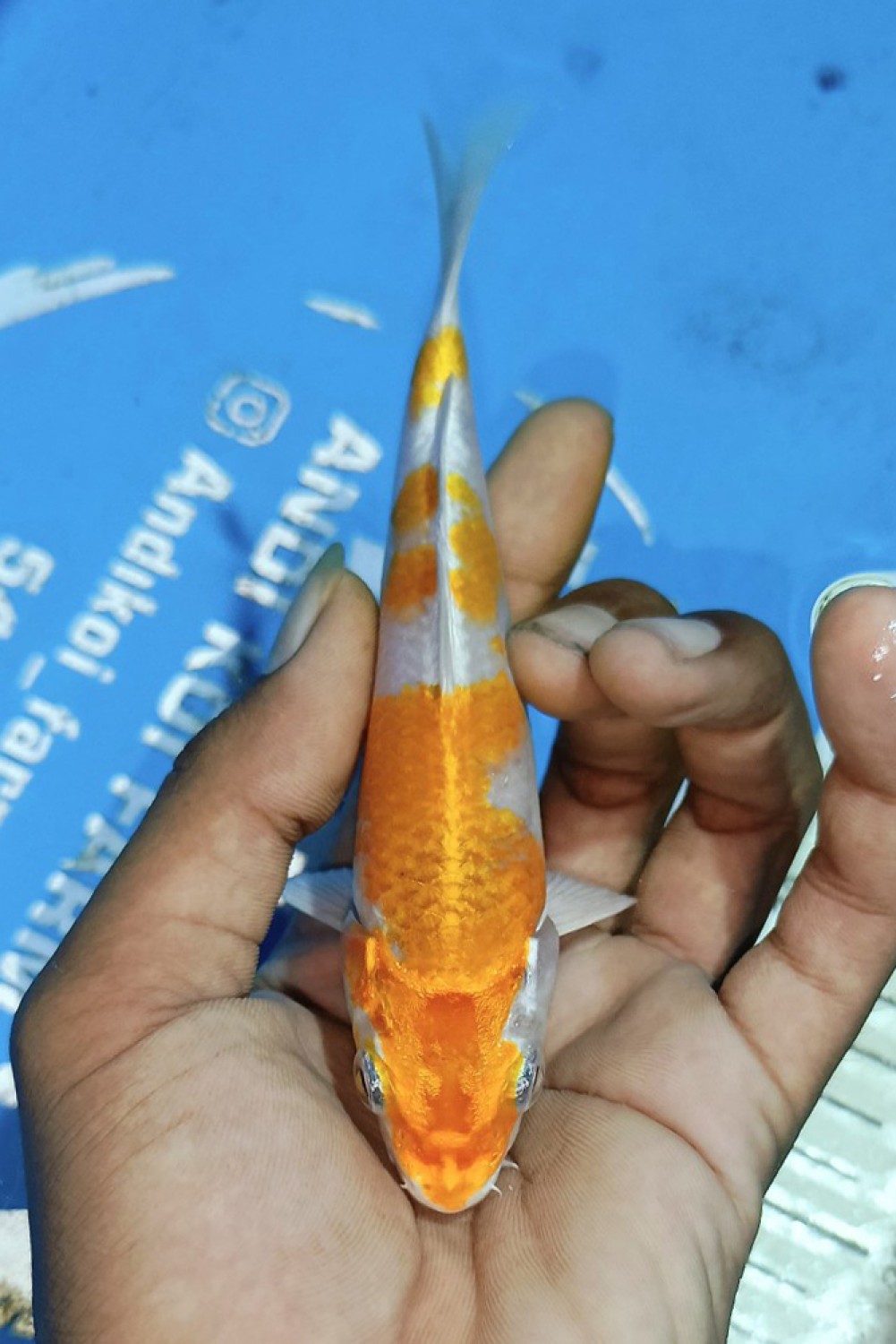 Juara 5