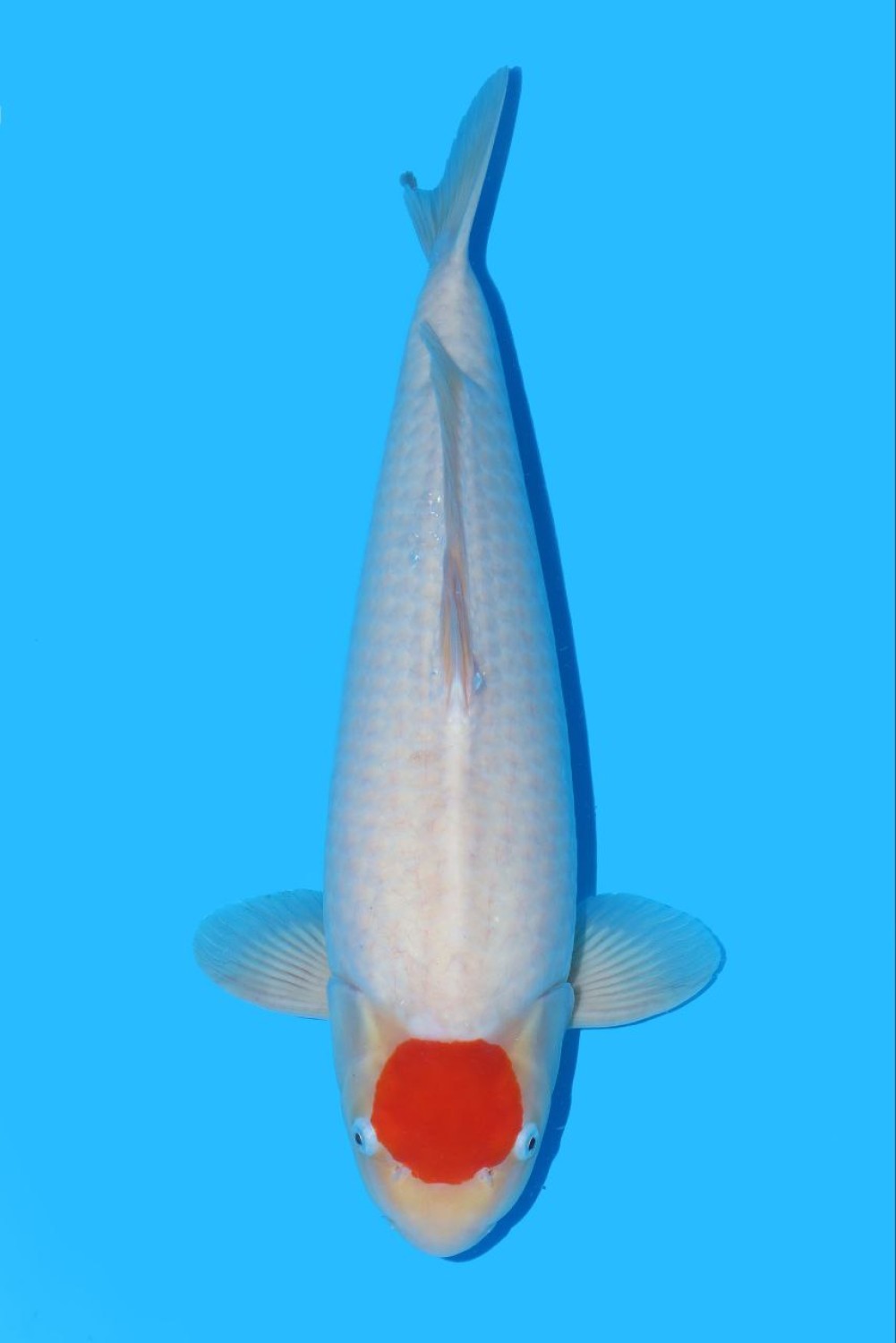 Juara 2