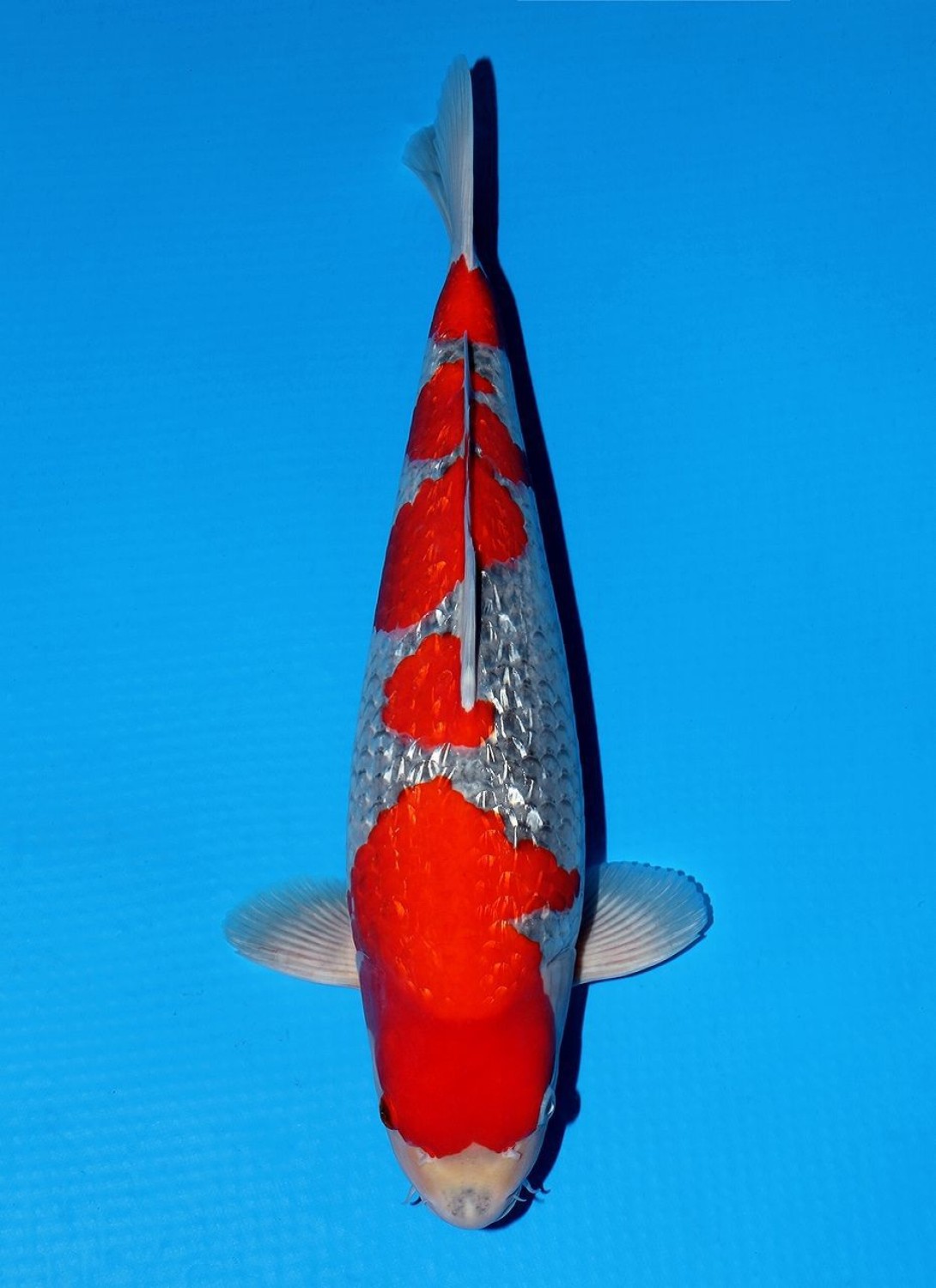 Juara 5