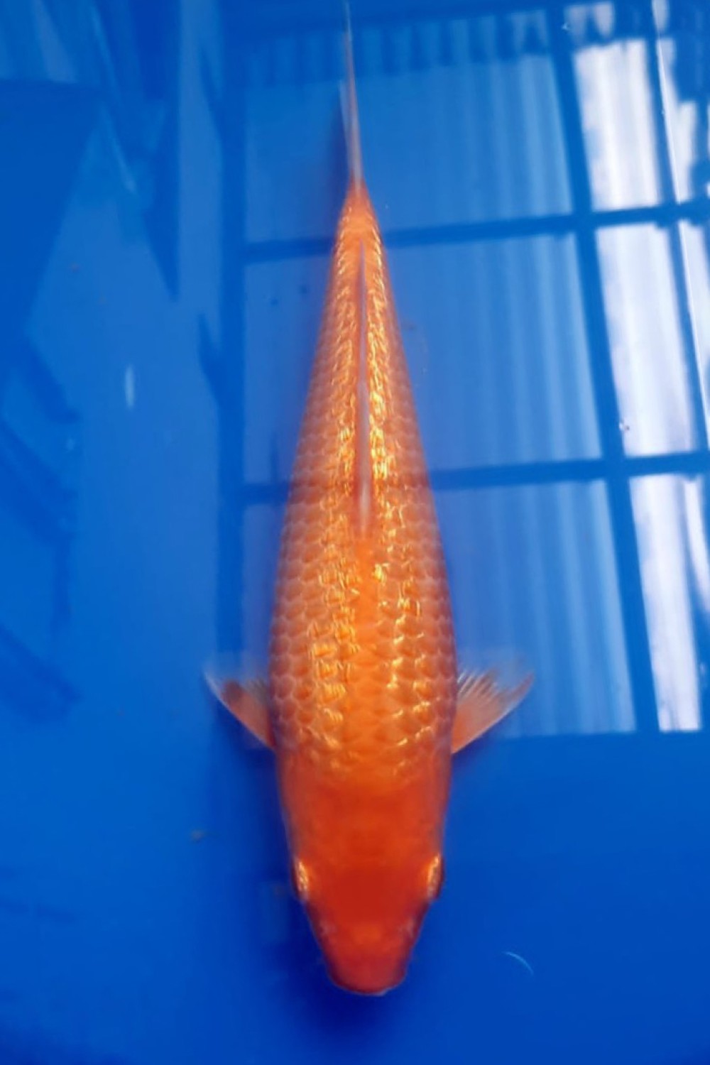 Juara 5