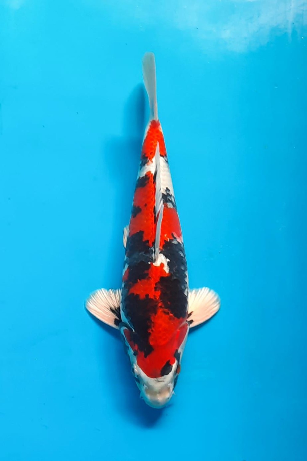Best In Size D 31 - 35 cm