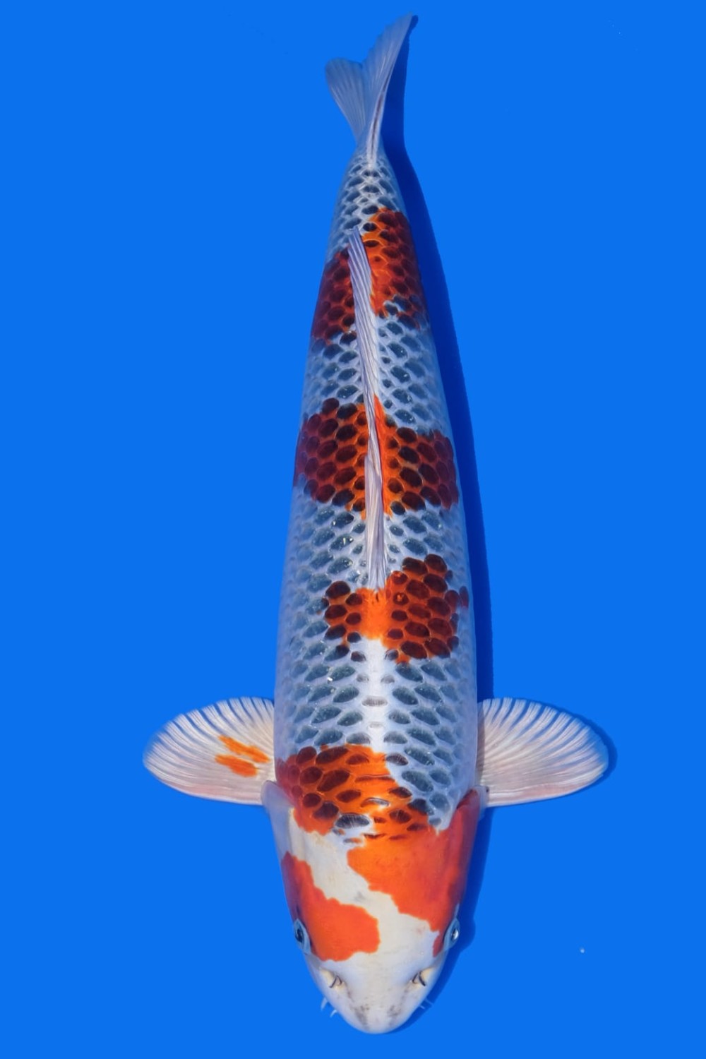 Juara 3