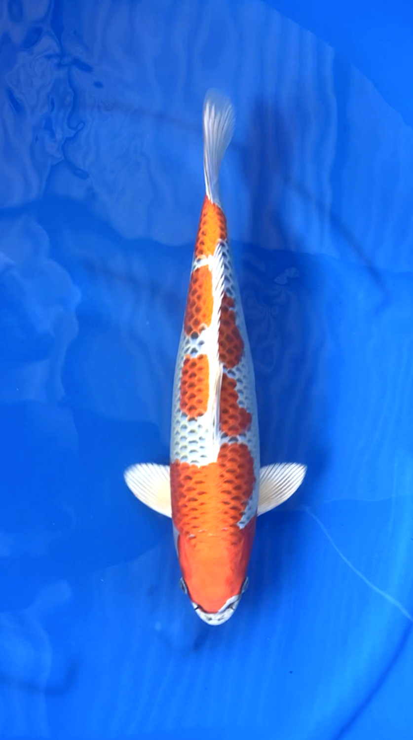Juara 1
