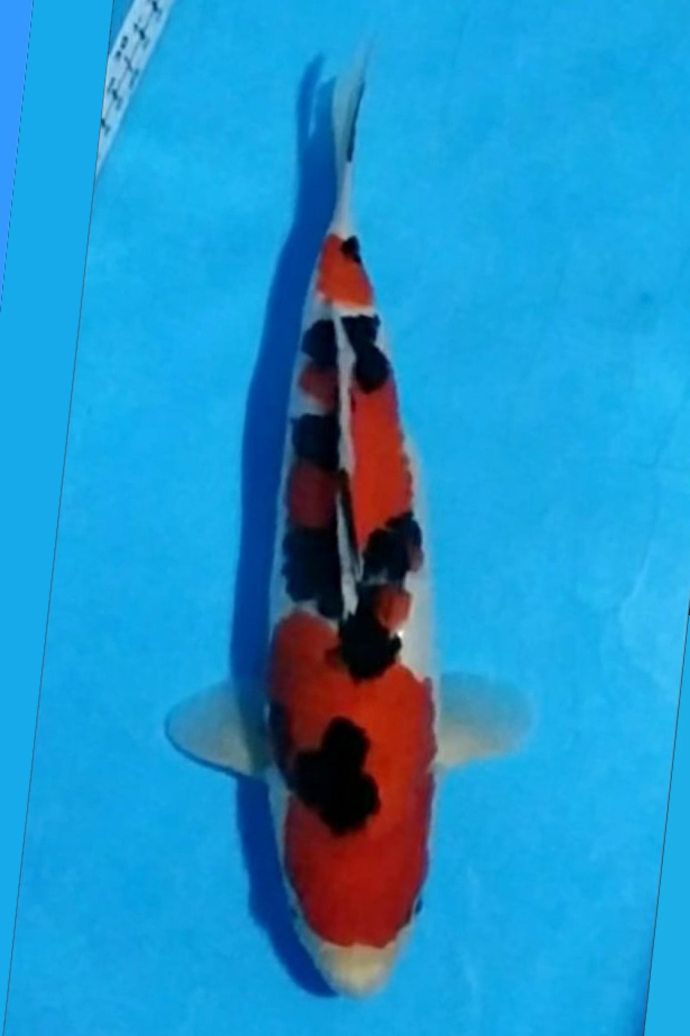 Juara 4