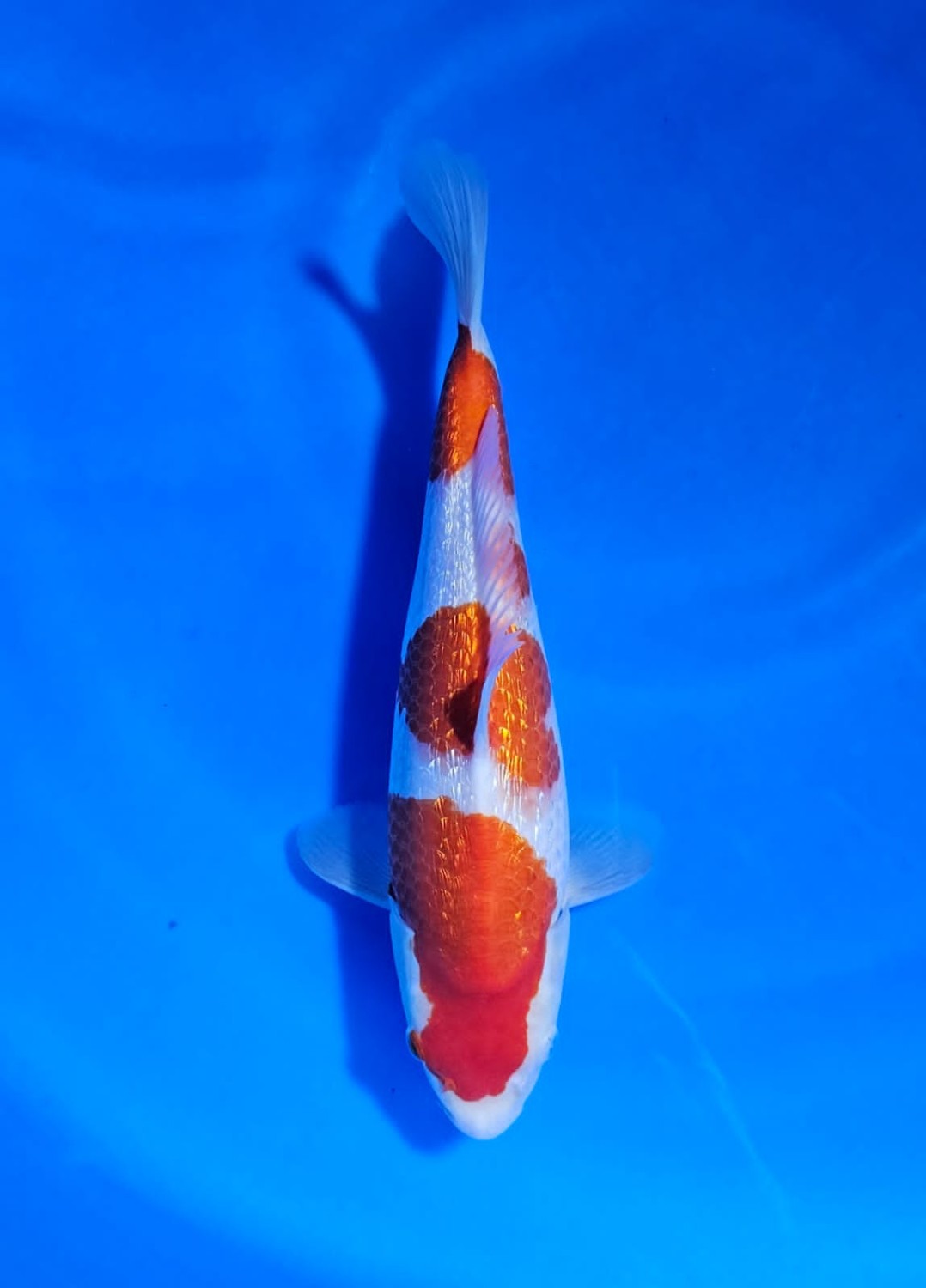 Juara 2