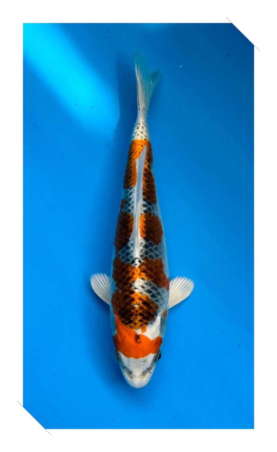 Juara 5