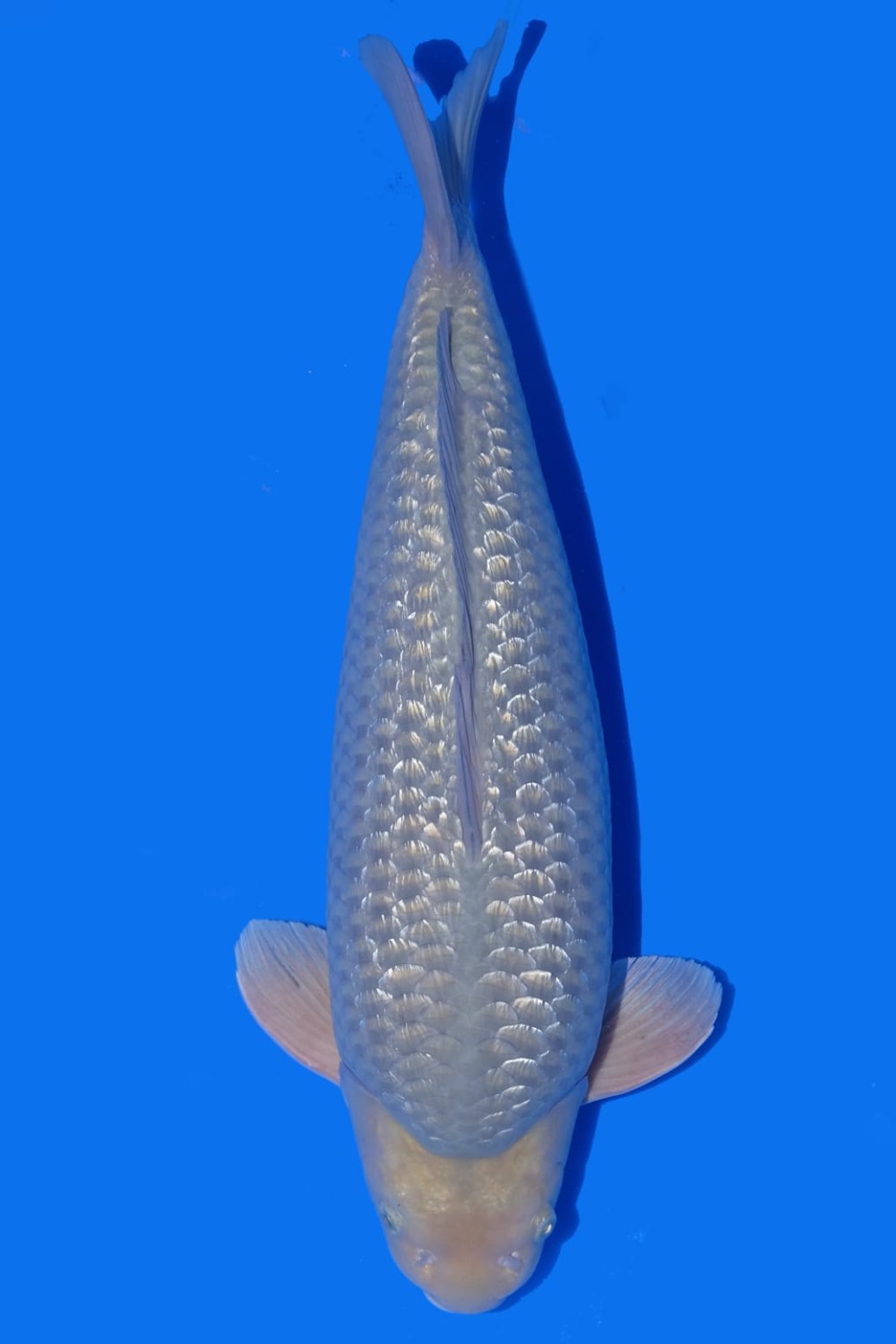 Juara 2