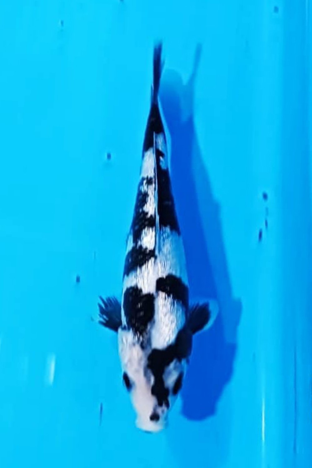 Best In Size C 16 - 20 cm