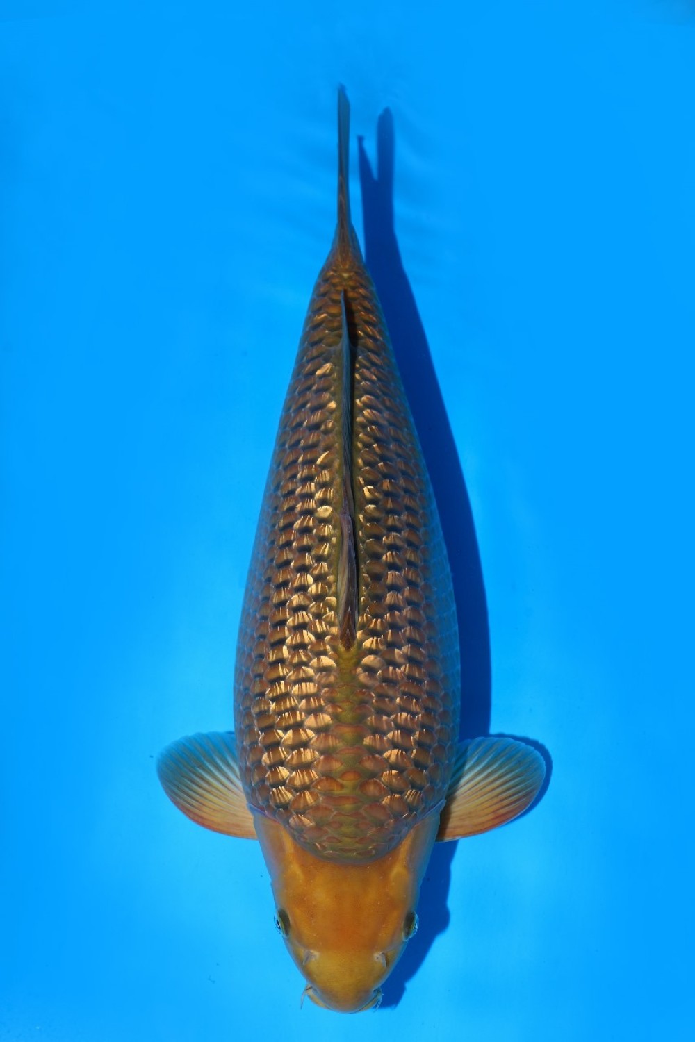 Juara 3