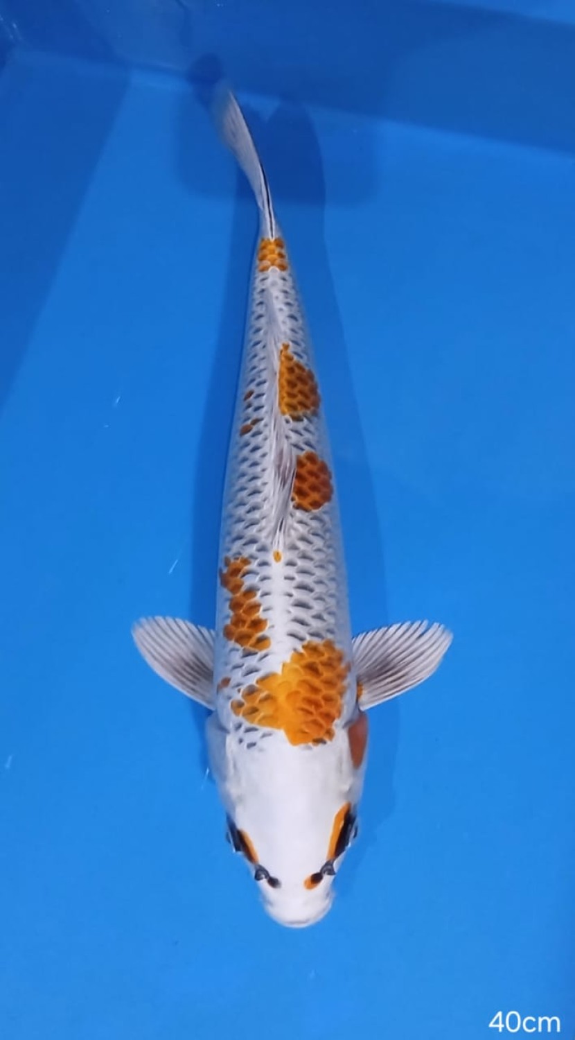 Juara 4