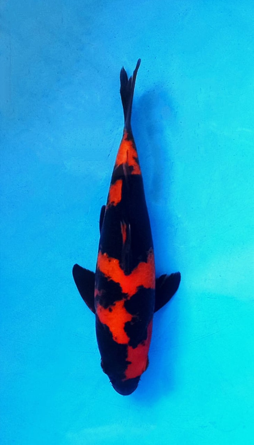 Juara 1