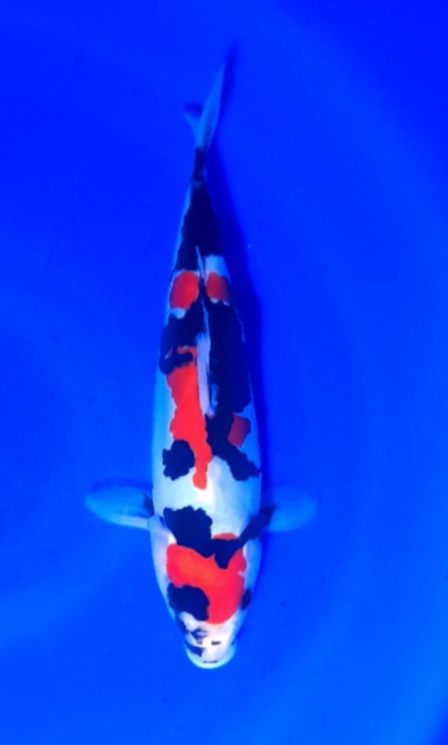 Juara 2