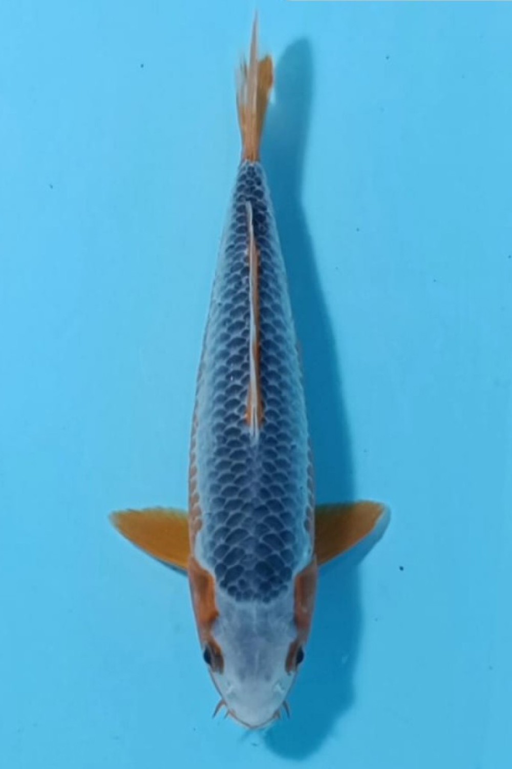 Juara 1