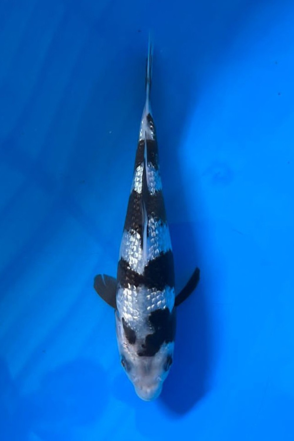 Juara 1