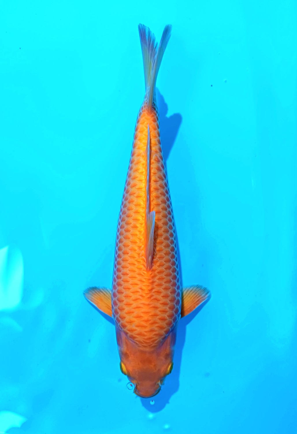juara 5