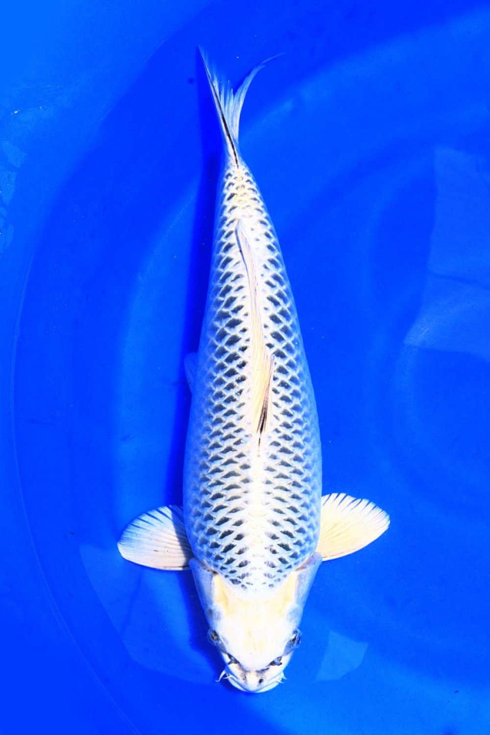 Juara 1