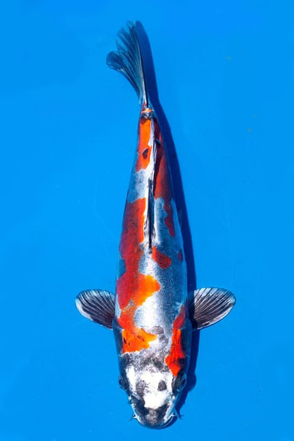 Juara 1